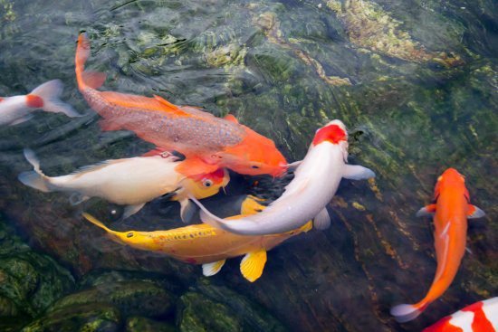 koi fish pond