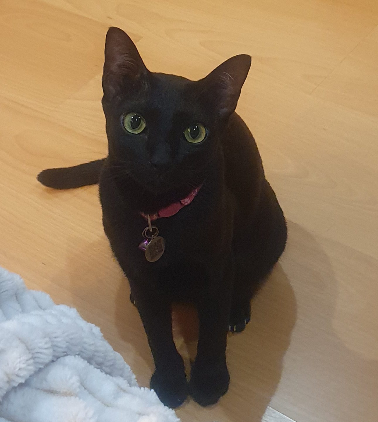Kimchi