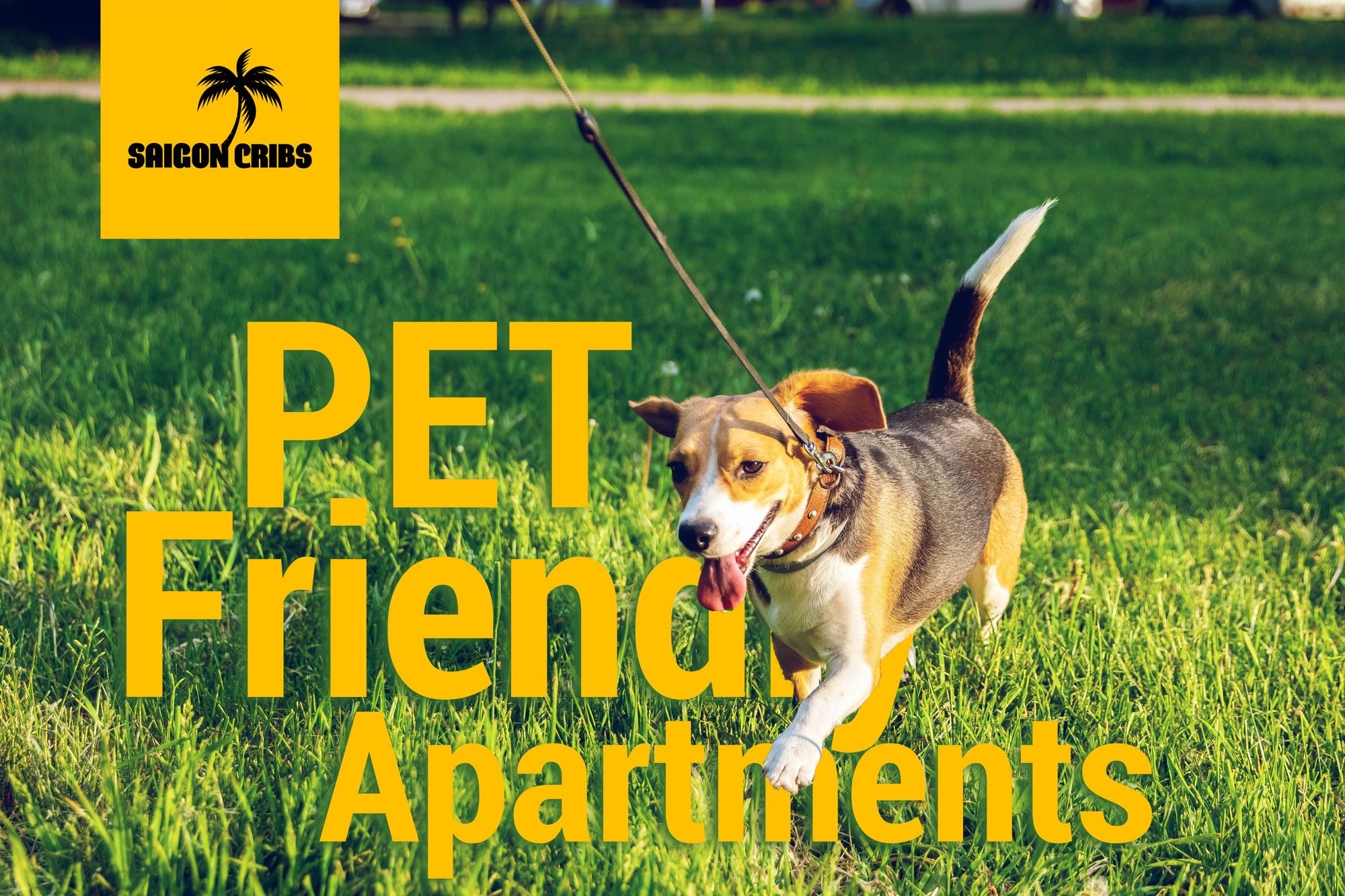 Pet Friendly Apartments For Rent Saigon Cribs June 2022