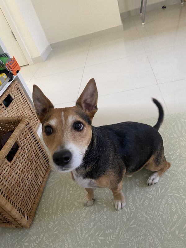 Saigon Cribs Find Perfect Pet Friendly Apartment